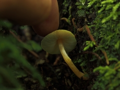 Simocybe phlebophora
