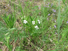 Viola patrinii