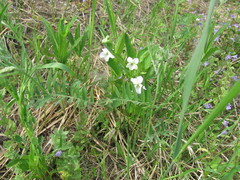 Viola patrinii