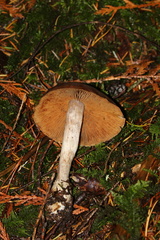 Cortinarius laniger