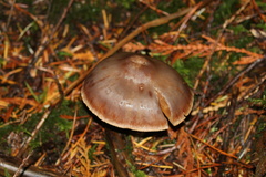 Cortinarius laniger