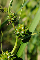 Sparganium eurycarpum