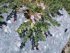 Astragalus sempervirens