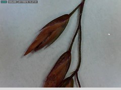 Poa glauca