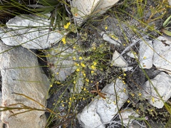 Aspalathus juniperina