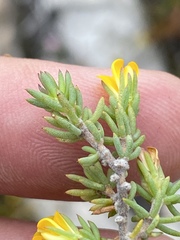 Aspalathus juniperina