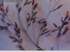 Poa glauca