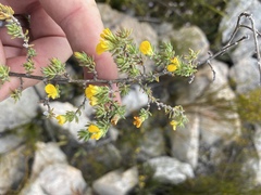 Aspalathus juniperina