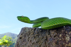 Trimeresurus vogeli