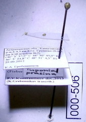 Tuponia prasina