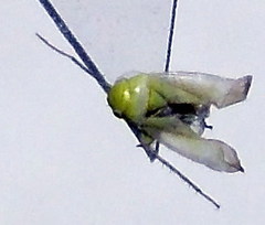 Tuponia prasina