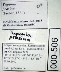 Tuponia prasina
