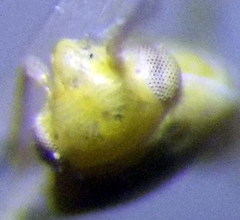 Tuponia prasina