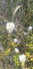 Stackhousia spathulata
