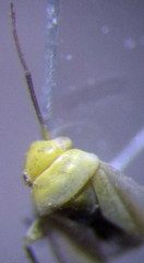 Tuponia prasina
