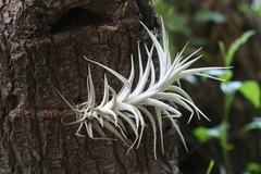 Tillandsia albida