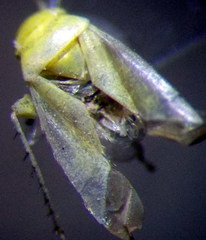 Tuponia prasina