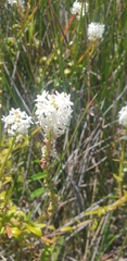 Stackhousia spathulata