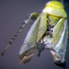 Tuponia prasina