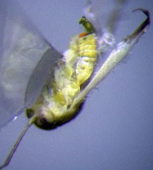 Tuponia prasina