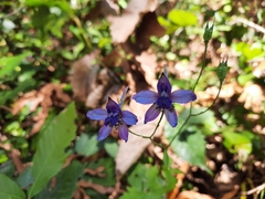 Delphinium altissimum