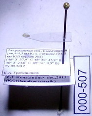 Tuponia prasina