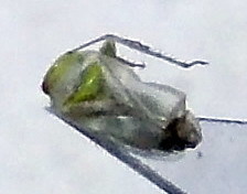 Tuponia prasina