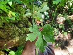 Delphinium altissimum