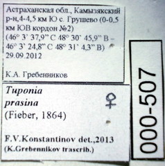 Tuponia prasina