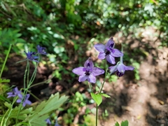 Delphinium altissimum
