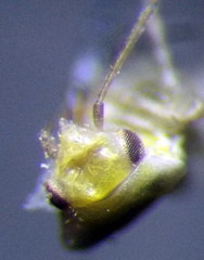 Tuponia prasina