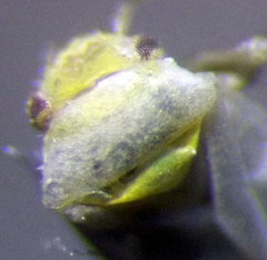 Tuponia prasina