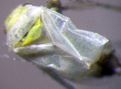 Tuponia prasina