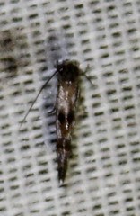 Mompha solomoni