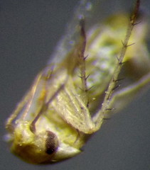 Tuponia prasina