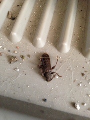 Trichoferus campestris