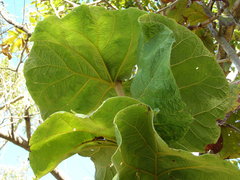 Coccoloba pubescens