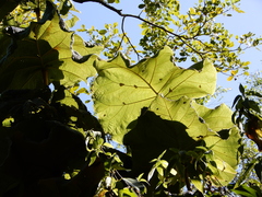 Coccoloba pubescens