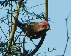 Haemorhous purpureus californicus
