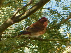 Haemorhous purpureus californicus