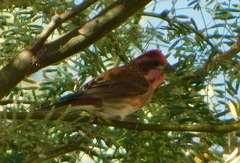 Haemorhous purpureus californicus