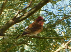 Haemorhous purpureus californicus