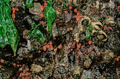 Metandrocarpa taylori