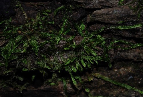 Image of Entodon cladorrhizans by (c) Zihao Wang, some rights reserved (CC BY)