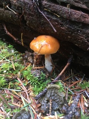 Cortinarius pluvius