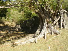 Ficus citrifolia