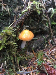 Cortinarius pluvius
