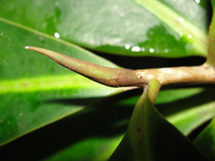 Ficus citrifolia