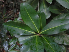 Ficus citrifolia