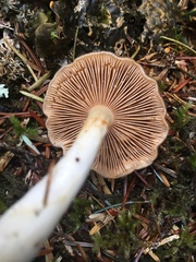 Cortinarius pluvius